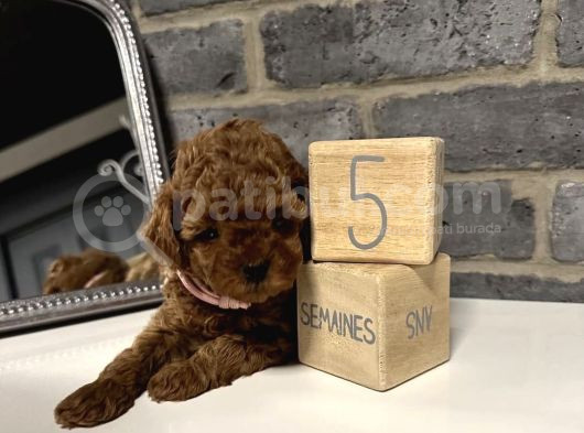 Deni̇zli̇ Merkez Tesli̇me Hazir Poodle Bebekler görsel