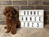 DENİZLİ MERKEZ TESLİME HAZIR POODLE BEBEKLER