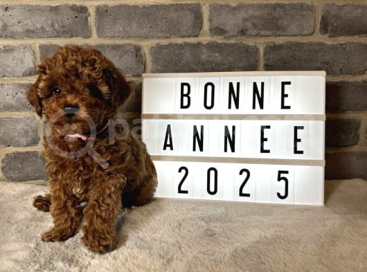 Deni̇zli̇ Merkez Tesli̇me Hazir Poodle Bebekler