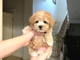 Kahve Tonlu Puppy Kıvırcık Tüylü Malti̇po Ci̇nsi̇ Yavrular