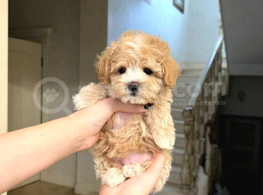 Kahve Tonlu Puppy Kıvırcık Tüylü Malti̇po Ci̇nsi̇ Yavrular görsel