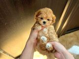 Kahve Tonlu Puppy Kıvırcık Tüylü MALTİPO CİNSİ Yavrular