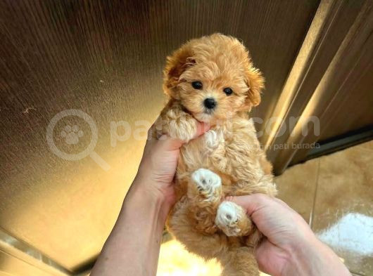 Kahve Tonlu Puppy Kıvırcık Tüylü Malti̇po Ci̇nsi̇ Yavrular