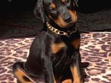 King Kızıl Ve Siyah Doberman Yavrularımız