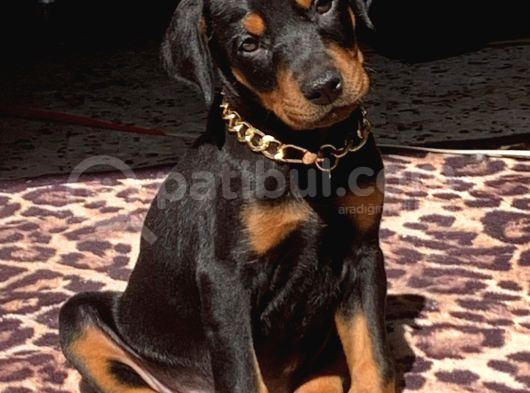 King Kızıl Ve Siyah Doberman Yavrularımız