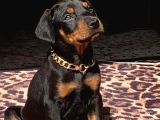 King Kızıl Ve Siyah Doberman Yavrularımız