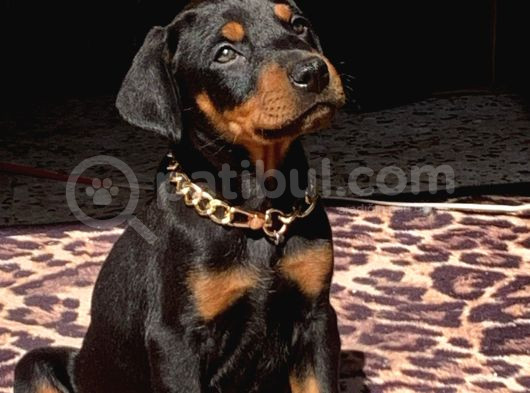 King Kızıl Ve Siyah Doberman Yavrularımız görsel
