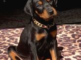 King Kızıl Ve Siyah Doberman Yavrularımız
