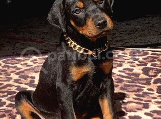 King Kızıl Ve Siyah Doberman Yavrularımız görsel