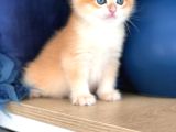 A Kalite Bri̇ti̇sh Shorthai̇r Golden  Yavrular