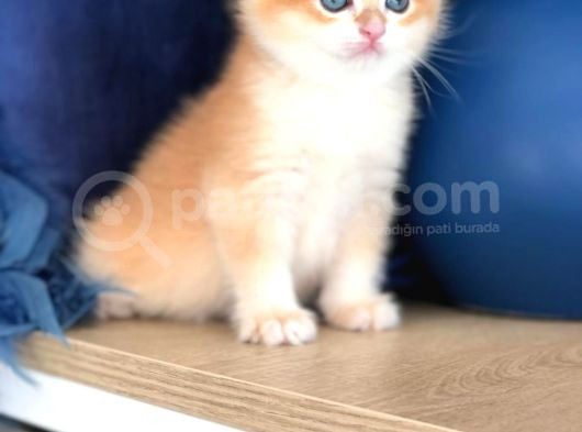 A Kalite Bri̇ti̇sh Shorthai̇r Golden  Yavrular görsel