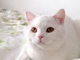 British Shorthair Bluepoint
