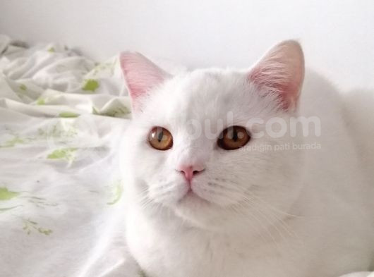 British Shorthair Bluepoint görsel