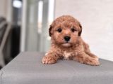 Minik Maltipoo Bebeklerim