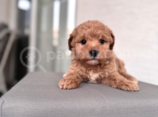 Minik Maltipoo Bebeklerim görsel