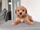 Minik maltipoo bebeklerim