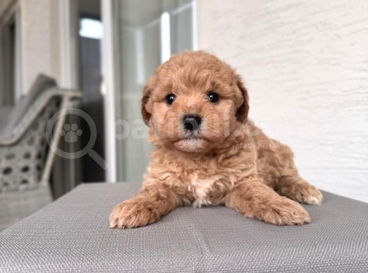 Minik Maltipoo Bebeklerim
