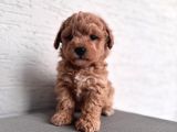 Minik Maltipoo Bebeklerim