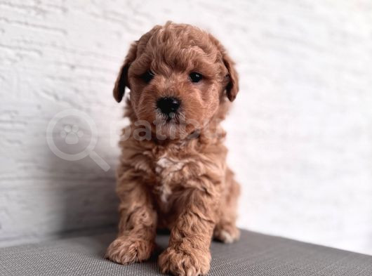 Minik Maltipoo Bebeklerim görsel