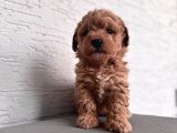 Minik Maltipoo Bebeklerim