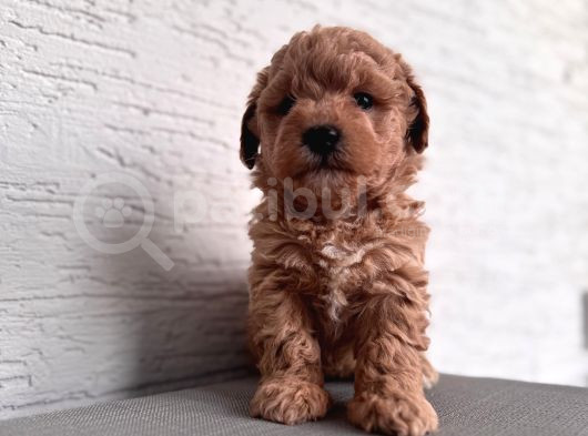 Minik Maltipoo Bebeklerim görsel