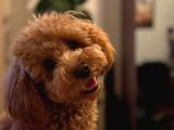1 bucuk yaşında poodle Erkek