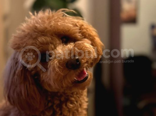 1 Bucuk Yaşında Poodle Erkek