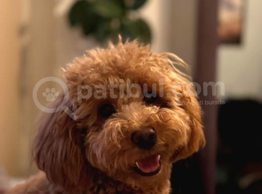 1 Bucuk Yaşında Poodle Erkek görsel