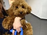 1 Bucuk Yaşında Poodle Erkek