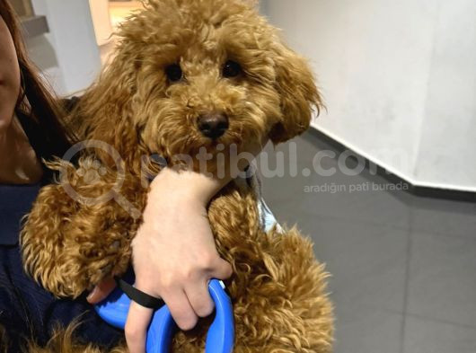 1 Bucuk Yaşında Poodle Erkek görsel