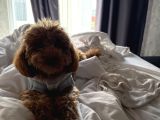 1 Bucuk Yaşında Poodle Erkek
