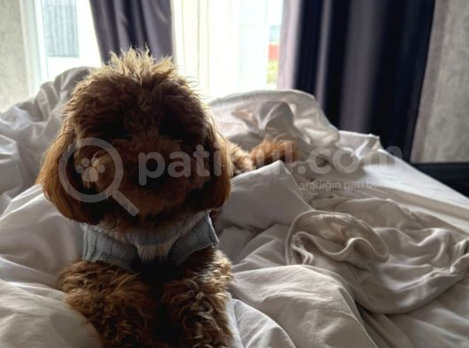 1 Bucuk Yaşında Poodle Erkek görsel