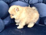 Pomerian Boo