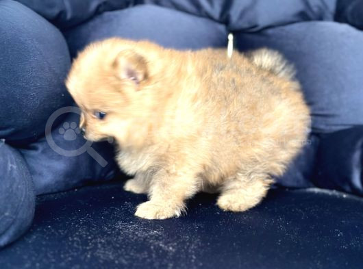 Pomerian Boo görsel