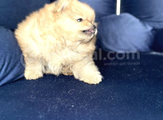 Pomerian Boo görsel