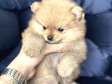 Pomerian Boo