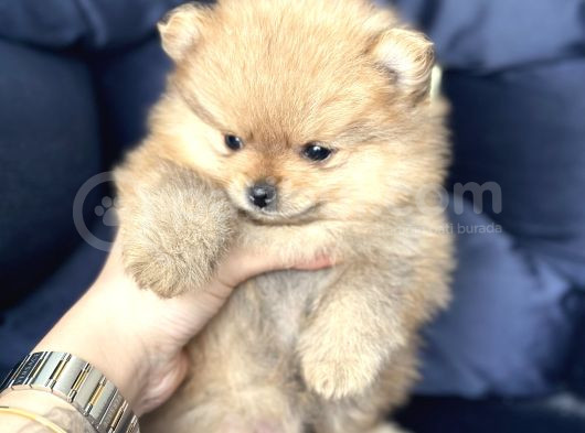 Pomerian Boo görsel
