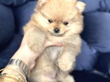 Pomerian Boo