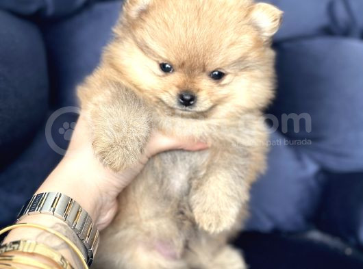 Pomerian Boo görsel