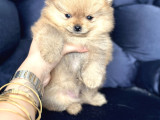 Pomerian boo