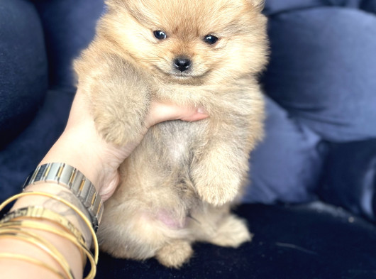 Pomerian Boo