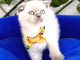 Uygun Fiyata Mavişimiz Erkek Scottish Fold  
