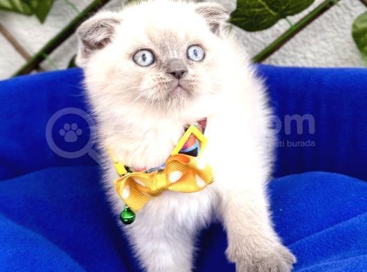 Uygun Fiyata Mavişimiz Erkek Scottish Fold   görsel