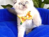 Uygun Fiyata Mavişimiz Erkek Scottish Fold  