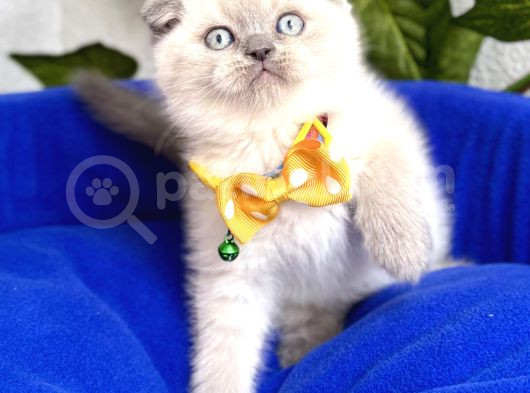 Uygun Fiyata Mavişimiz Erkek Scottish Fold   görsel