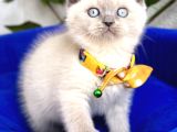 Uygun Fiyata Mavişimiz Erkek Scottish Fold  
