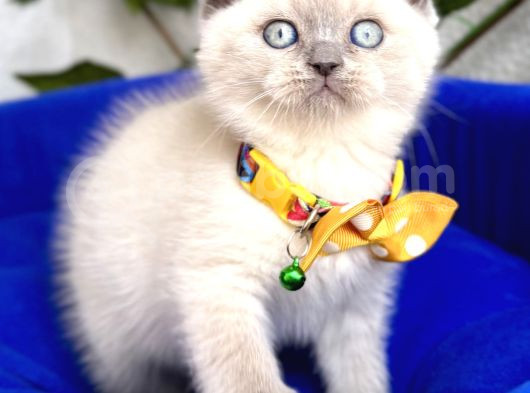 Uygun Fiyata Mavişimiz Erkek Scottish Fold  
