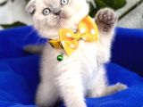 Uygun Fiyata Mavişimiz Erkek Scottish Fold  