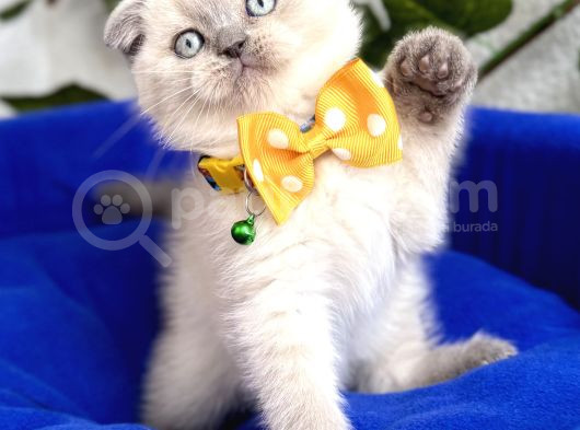 Uygun Fiyata Mavişimiz Erkek Scottish Fold   görsel