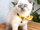 Uygun Fiyata Mavişimiz Erkek Scottish Fold  